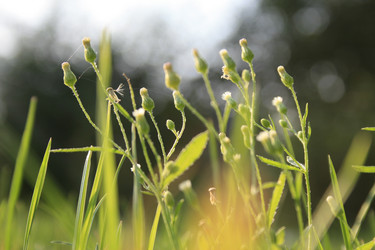 Similar image 1205225