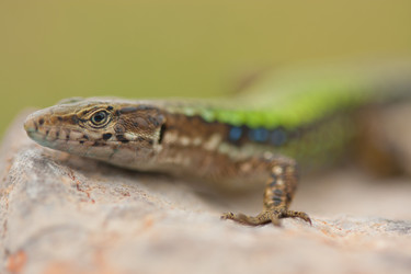 Similar image 1205941