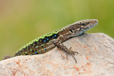 Similar image 1205942