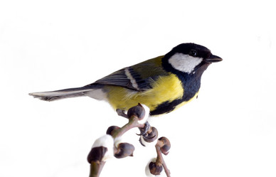 Similar image 1205955