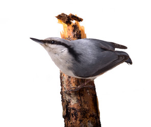 Similar image 1206984