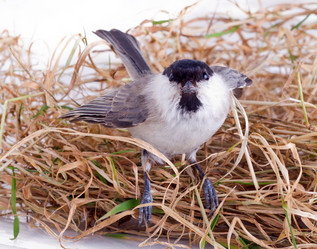 Similar image 1206990