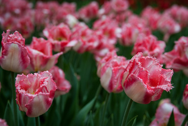 Similar image 1207282