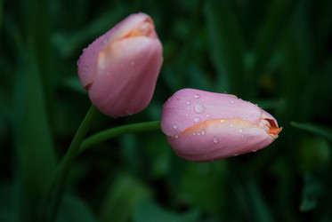 Similar image 1207287