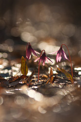 Similar image 1208298