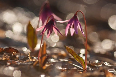 Similar image 1208299