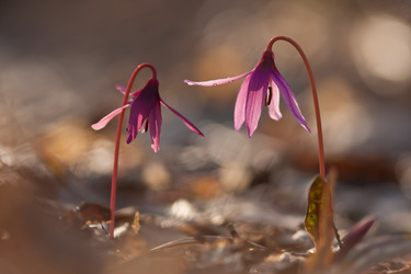 Similar image 1208300