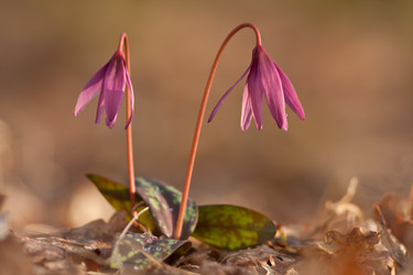 Similar image 1208303