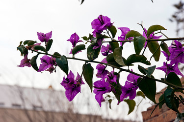 Similar image 1208482