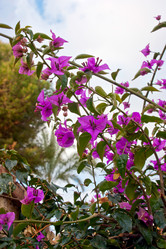 Similar image 1208483