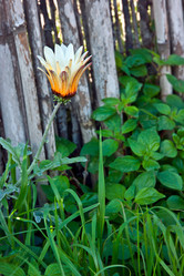 Similar image 1208485