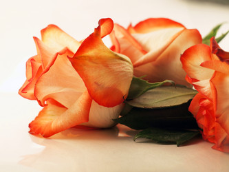 Similar image 1209531