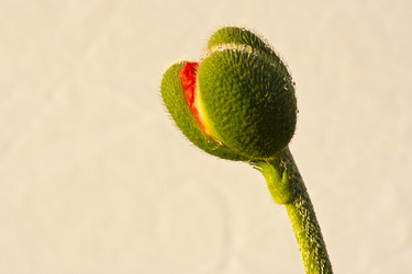 Similar image 1209597