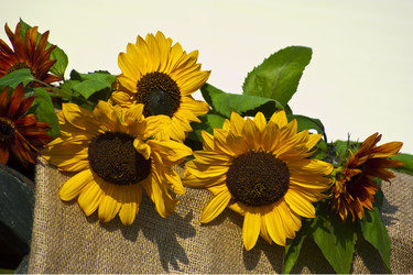 Similar image 1209939