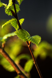 Similar image 1209945