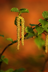 Similar image 1209946