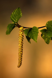 Similar image 1209948