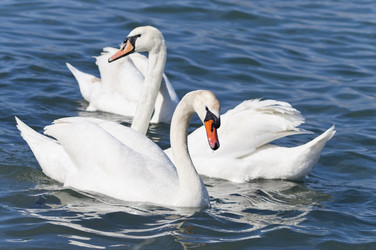 Similar image 1210287