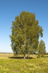 Similar image 1210776