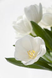 Similar image 1213584