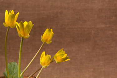 Similar image 1214194