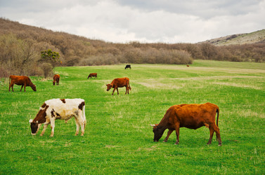 Similar image 1214261