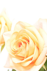 Similar image 1214520