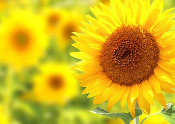 Similar image 1214966