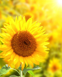 Similar image 1214967