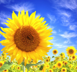 Similar image 1214986