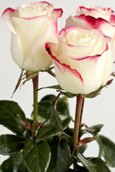 Similar image 1217659