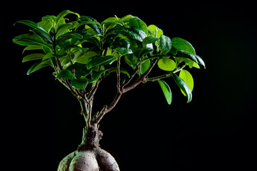 Similar image 1218287