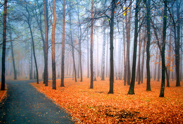 Similar image 1218847