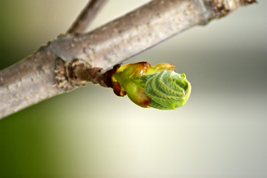 Similar image 1219260