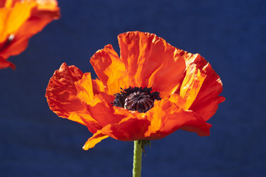 Similar image 1219261