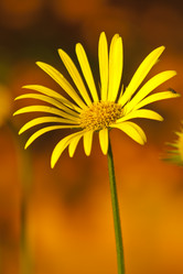 Similar image 1219270