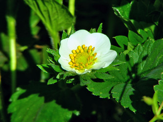 Similar image 1219347