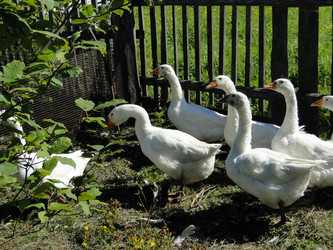 Similar image 1219441