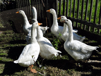 Similar image 1219443