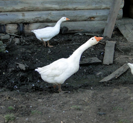 Similar image 1219444