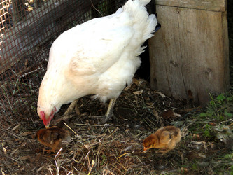 Similar image 1219445