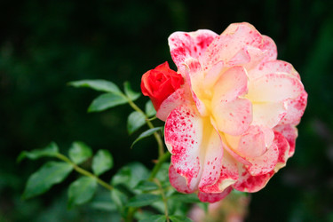 Similar image 1219448