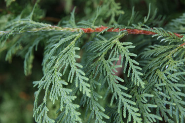 Similar image 1219626