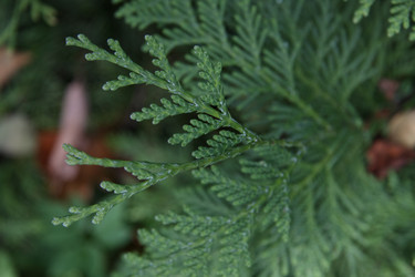 Similar image 1219627