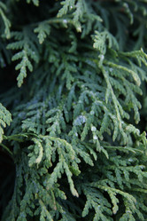 Similar image 1219636