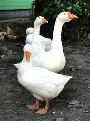 Similar image 1219660