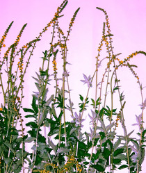 Similar image 1219729