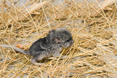 Similar image 1219841