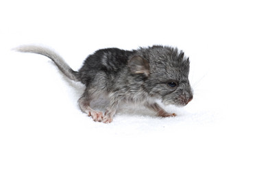 Similar image 1219856