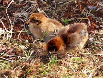 Similar image 1220196